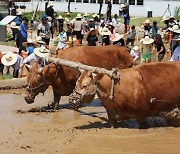 소똥으로 만든 연료로 발전소 가동…車 110만대 온실가스 감축 효과