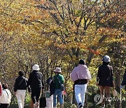 [내일날씨] "다시 따뜻해지네"…전국 단풍 절정, 당분간 낮 20도