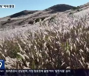 [60초 경남] 은빛 억새 물결 절정 ‘황매산 억새’