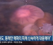 “강원도, 동해안 해파리 피해 신속하게 대응해야”