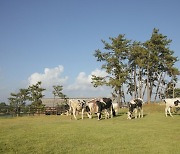 매일유업 상하목장 젖소농장 12곳 '저탄소 인증' 획득