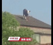 "어떻게 올라갔지?"…3층 주택 지붕에 올라간 '소'(영상)