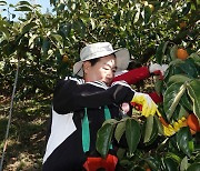 단감수확 나선 성낙인 창녕군수