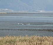 "반갑다 큰고니" 순천만 새섬매자기 복원터서 14마리 포착