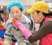 '절임 배추만 150t' 막 오른 평창 '고랭지 김장 축제' 화제