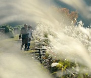 가을 맞이해 억새 만개한 군산호수