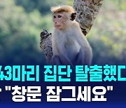 [AI D리포트] 원숭이 43마리 집단 탈출했다…미 경찰 "창문 잠그세요"