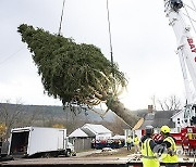 2024 Rockefeller Center Christmas Tree Cutting