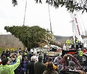 2024 Rockefeller Center Christmas Tree Cutting