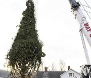 2024 Rockefeller Center Christmas Tree Cutting