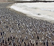 Argentina Penguins