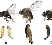 국립수목원, 국내 미기록 '납작발파리' 2종 발견