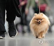 Germany Dog Show