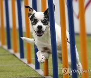 Germany Dog Show