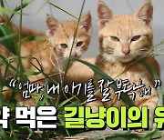 엄마가 쥐약 먹자, 할미가 손주 젖물려…'길냥이의 기적' 봤다