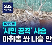 [AI D리포트] '시민 공격' 사슴, 마취총으로 포획