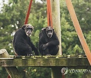 Research Chimps New Mexico