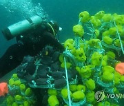 해경 "금성호 실종자 선체 주변에 있을 가능성"