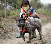 [가족] 덩치 있다고 믹스견이라고… 가족 찾기 위한 5년의 기다림