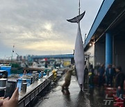 몸값이 무려 6000만원...고성 앞바다에서 잡힌 '바다 로또'