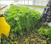 '한약재에서 쌈 채소로' 강원농업기술원, 참당귀 잎 판로 개척