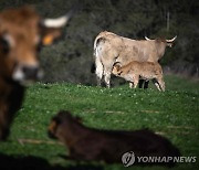 "유럽, 식량안보 달성하려면 고기 덜 먹어야"