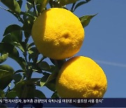 제철 맞은 ‘거제 유자’…품종 다양화