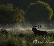 Britain Deer Culling