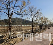 정부대전청사 소나무 등 수목들, 갑천호수공원으로 옮긴다