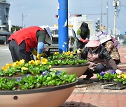 "꽃과 함께하는 관광도시 속초" 내년 봄꽃 파종·식재 본격 착수