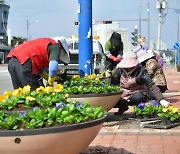 [속초소식] '향기 가득한 봄을 위해'…봄꽃 식재 추진