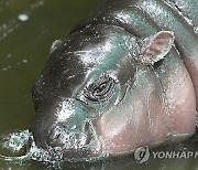 APTOPIX Thailand Pygmy Hippo