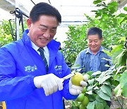 전남 장성군, 아열대 작물 레몬 첫 수확