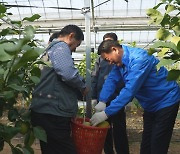 장성군, '장성 레몬' 첫 출하..국내 최대 규모