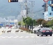 사람 들이박은 '뿔 달린 사슴' 또 출몰…"순천엔 30마리" 공포 확산