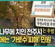 나무에 치인 전주시, 가로수 피해 민원 딜레마[영상]