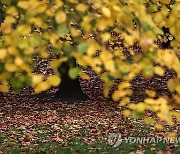 BRITAIN AUTUMN COLOUR