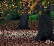 BRITAIN AUTUMN COLOUR