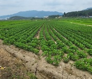 전라남도 전략작물직불금 545억 확정 순차 지급