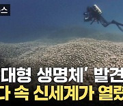 [자막뉴스]  '세계 최대의 산호초' 경이로운 발견...지구의 숨은 보물 찾았다