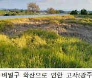 충남 벼멸구 피해면적 2979㏊로 전남, 전북에 이어 3번째