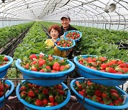 Straberry harvest in Hamyang County begins