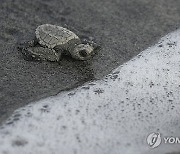 Panama Baby Turtles Release