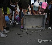 APTOPIX Panama Baby Turtles Release