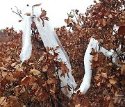 北, '南에서 살포' 주장하며 대북전단 사진 공개…"대가 치를 것"