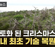 [자막뉴스] 한라산 속 세계 유일 크리스마스 트리...멸종위기 살려낸 '단서'