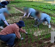 직접 가꾼 작물로 김장해 기부…교도소에서 피어난 희망