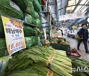 '가을 배추 출하량 증가로 배추 가격 하락'