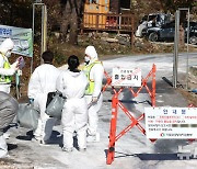 강화군 육용종계 농장서 H5형 AI 항원 확인…1만5천마리 살처분