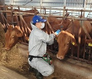 경남도, 소 럼피스킨병 방역 강화…예방접종 보강